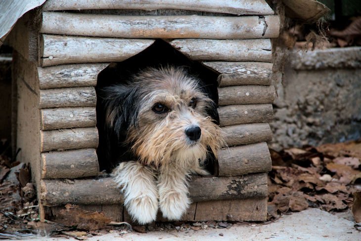 dog-in-doghouse