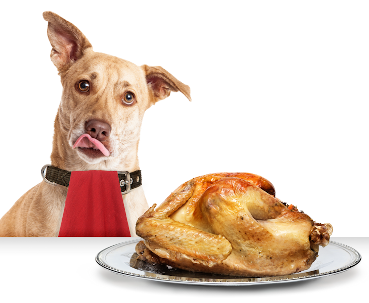 dog-thanksgiving-600