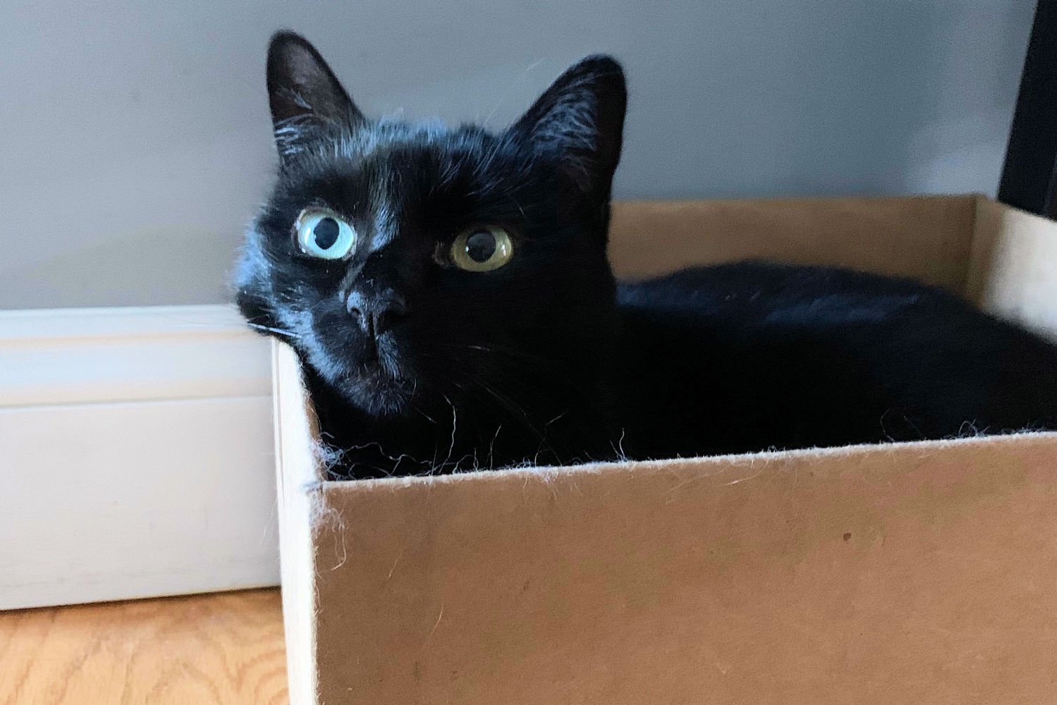 Roxy, black cat